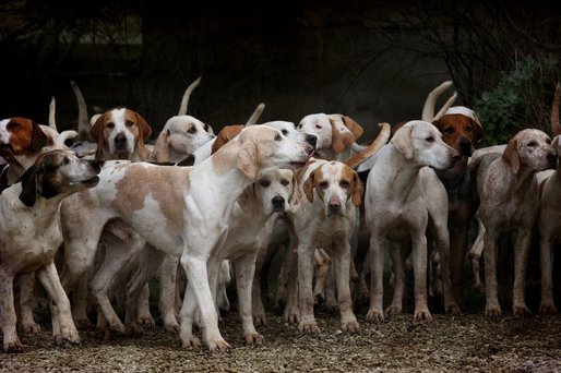 Fenomen indicat ca riscând să scape de sub control. Tot mai mulți câini sunt abandonați la marginea Bucureștiului. Fotbal cu câini