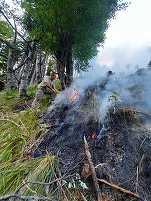 FOTO Incendiu de pădure în Munții Căpățânii. Patru hectare de copaci tineri au fost cuprinse de flăcări