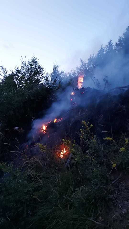 FOTO Incendiu de pădure în Munții Căpățânii. Patru hectare de copaci tineri au fost cuprinse de flăcări