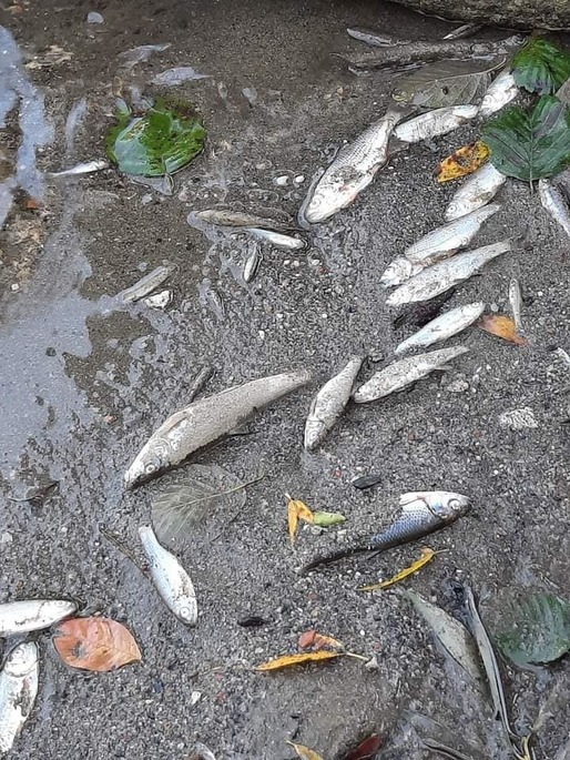 Populația, avertizată să nu pescuiască pe râul Suceava din cauza poluării produse de ACET