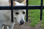 Asigurare obligatorie pentru câini: proprietarii, obligați să încheie polițe pentru anumite animale. Cui îi este aplicată regula și cât costă
