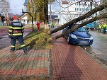 Un copac prăbușit a lăsat fără internet mare parte din cartierul Drumul Taberei