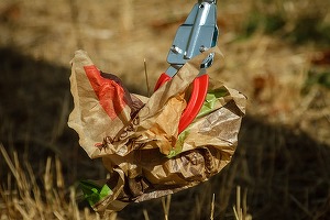 Românii vor putea sărbători "Ziua de Curățenie Națională". Când va fi și ce va presupune