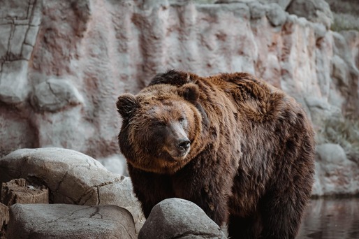 Italia - Uciderea unui urs care a atacat un turist, oprită după ce un grup de activiști a susținut în fața judecătorului că ursul poate fi ...transferat în România 