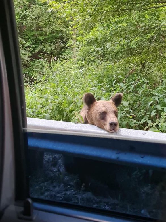 FOTO 30 de urși s-au învățat să cerșească pe drumurile României precum câinii maidanezi. Amenzi mai mari pentru turiștii care îi hrănesc 