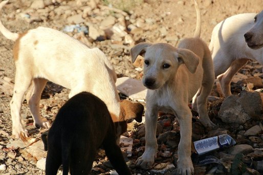 Schimbare pregătită în gestionarea câinilor fără stăpân: Eutanasierea va fi interzisă în cazul anumitor câini