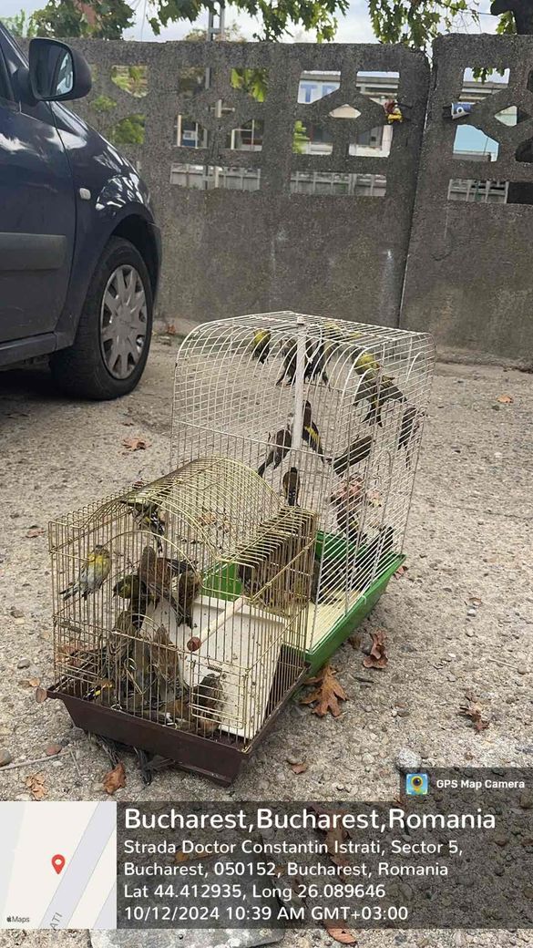 FOTO Garda de Mediu a confiscat de la comercianții de animale vii 70 de exemplare de păsări din specii protejate. Cele mai multe au fost eliberate