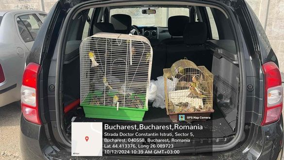 FOTO Garda de Mediu a confiscat de la comercianții de animale vii 70 de exemplare de păsări din specii protejate. Cele mai multe au fost eliberate