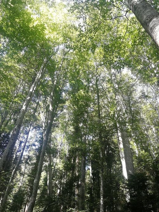 Pădurea Băneasa va rămâne "neatinsă de construcții". Promisiunile primarului Sectorului 1 al Capitalei pentru „generațiile următoare”: „Transformăm zona într-o pădure-parc protejată!”