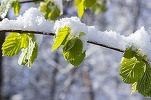 Meteorologii anunță răcirea accentuată a vremii, brumă, îngheț, viscol și zăpadă, până joi dimineață. Temperaturile minime vor coborî până la -13 grade. Au fost emise mai multe avertizări cod galben