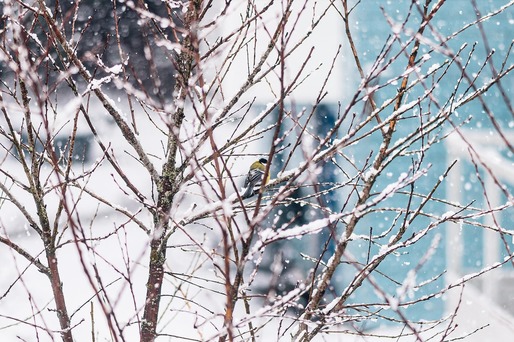 Revine frigul și în Capitală. Marți și miercuri, temperatura minimă va coborî până la minus 5 grade, iar maxima nu va depăși 7 grade. Vânt, lapoviță și ninsoare noaptea