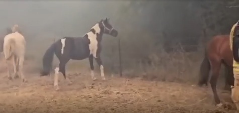 VIDEO Incendii violente în Israel. Orașe evacuate, mașini abandonate