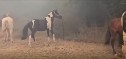 VIDEO Incendii violente în Israel. Orașe evacuate, mașini abandonate