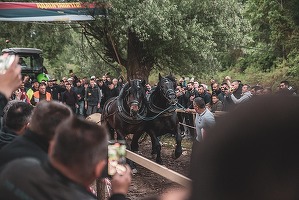 Nouă reglementare vizată pentru protecția animalelor: Interzicerea anumitor concursuri și spectacole
