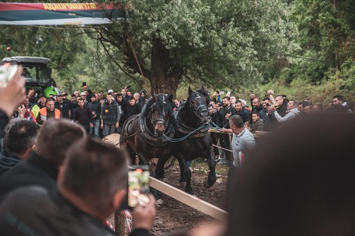 Nouă reglementare vizată pentru protecția animalelor: Interzicerea anumitor concursuri și spectacole