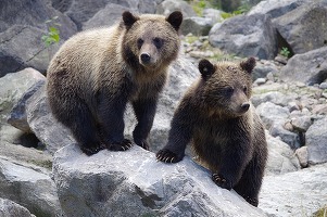 ANUNȚ Amenzi drastice pentru hrănirea urșilor aflați în libertate