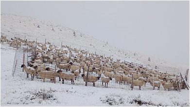VIDEO Ciobani blocați de zăpadă pe Transalpina, salvați de drumari după aproape o săptămână