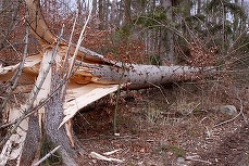 Alertă meteo în România: Cod galben de vânt