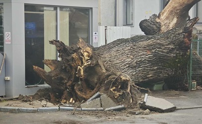 Stejar de 300 de ani, simbol al Bucureștiului, prăbușit FOTO