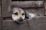 Prim pas către INTERDICȚIE: Câinii nu vor fi ținuți mai mult de 2 ore pe zi în lanț. Sancțiunile ajung până la confiscarea animalului
