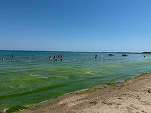 FOTO Val de alge la Mamaia. Marea, ca o salată