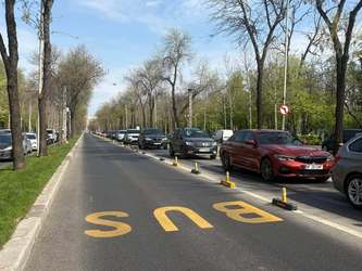 Plan de reîmpădurile în București și Ilfov pe 250 de hectare
