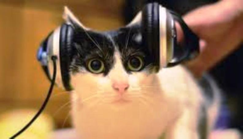 Universal Music lansează discul ”Music for Cats”, elaborat de un profesor din Maryland pentru a calma pisicile
