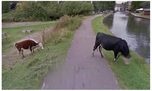 FOTO Exces de zel la Google: Chipul unei vaci, blurat pe Street View