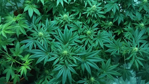 Consumul de marijuana în scop recreațional, legal în California