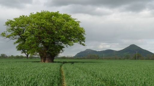 FOTO Un stejar plantat acum 1.000 de ani s-a prăbușit în Țara Galilor
