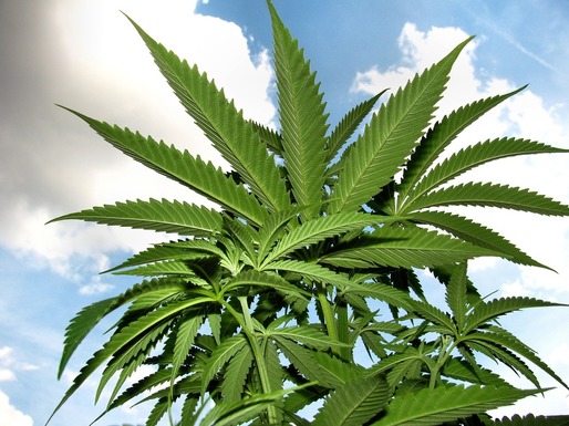 Canada face încă un pas spre legalizarea marijuanei în scop recreațional