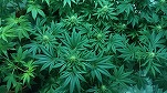 Canada a legalizat consumul de marijuana în scop recreațional