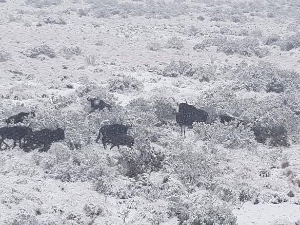 FOTO Ninsoare în Africa de Sud, girafe fotografiate în zăpadă
