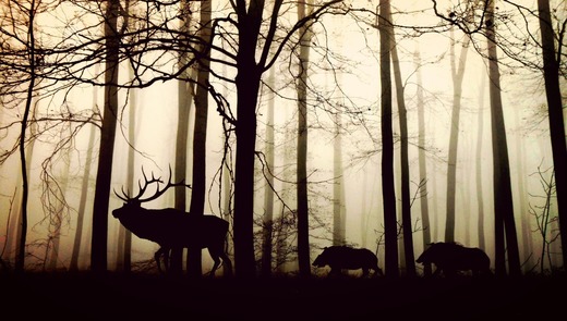 Terra a pierdut 60% din fauna sălbatică în 44 de ani