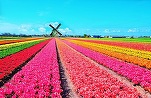 Olanda așteaptă un număr record de turiști în weekendul Paștelui catolic, unul din motive fiind sezonul lalelelor