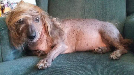 FOTO A fost ales cel mai urât câine din lume