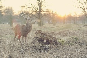 Populația de animale din pădurile lumii s-a redus la jumătate față de 1970