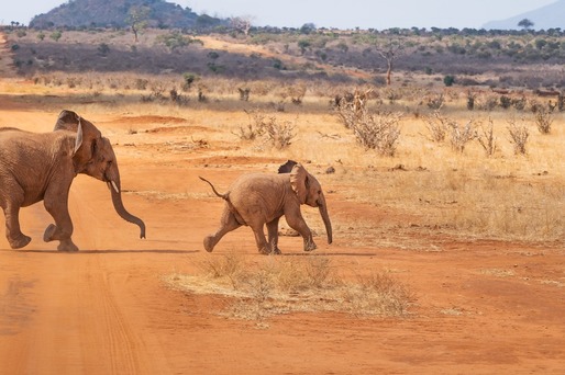 Vânzarea legală a elefanților sălbatici din Africa grădinilor zoologice, limitată drastic