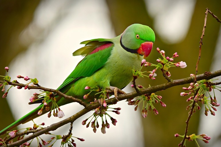 https://i0.1616.ro/media/2/2621/33240/19265733/1/rose-ringed-parakeet-4070856-1280.jpg?width=770