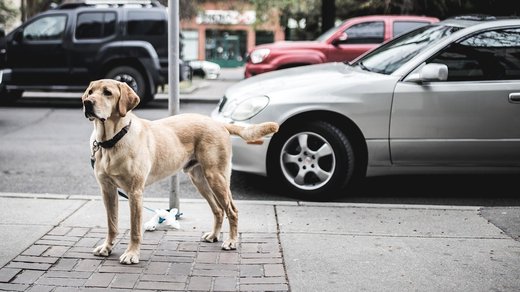 Labrador Retriever continuă să fie câinele preferat în SUA. Rasa Corgi, pentru prima oară în top 10