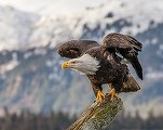 Un vultur pleșuv a doborât o dronă guvernamentală americană