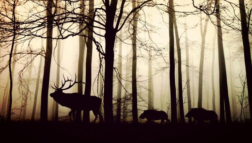 Populațiile de animale sălbatice au scăzut cu peste două treimi în 50 de ani