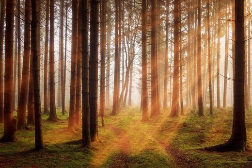 Temperaturi peste normalul perioadei în următoarele patru săptămâni