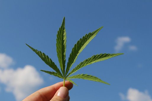 New Jersey și Arizona legalizează marijuana; Oregonul legalizează psilocibina în scopuri terapeutice