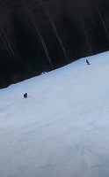 Ursul care a fugărit un turist pe pârtie la Predeal, capturat