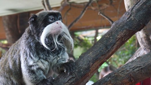 Viitorul Grădinii Zoologice din Londra - în pericol