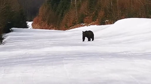 VIDEO Un nou incident pe pârtie în România - un alt schior fugărit de urs 