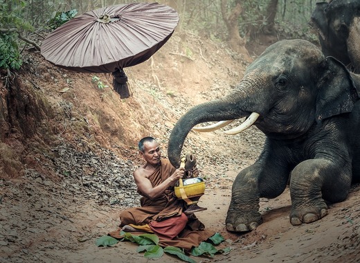 Thailanda a organizat un banchet cu fructe pentru zeci de elefanți, sperând să reatragă turiștii. "Să ne ajute pe noi și pe elefanți să supraviețuim."