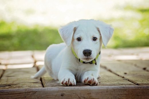 Răpirea animalelor de companie din Marea Britanie va deveni infracțiune penală. Aproximativ 2.000 de câini au fost furați anul trecut