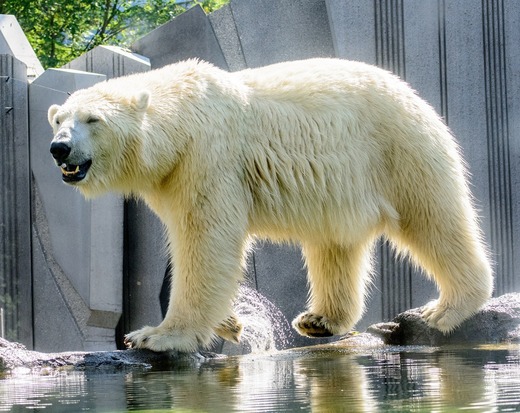 Franța se îndreaptă spre interzicerea animalelor sălbatice în companii de circ și în delfinarii